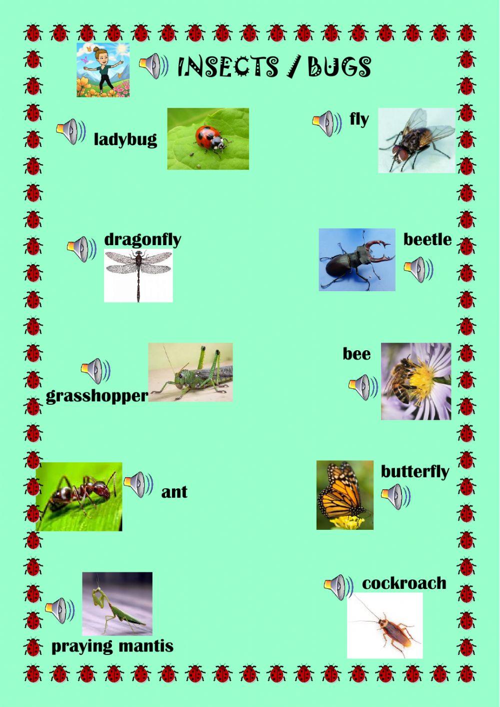 Insects