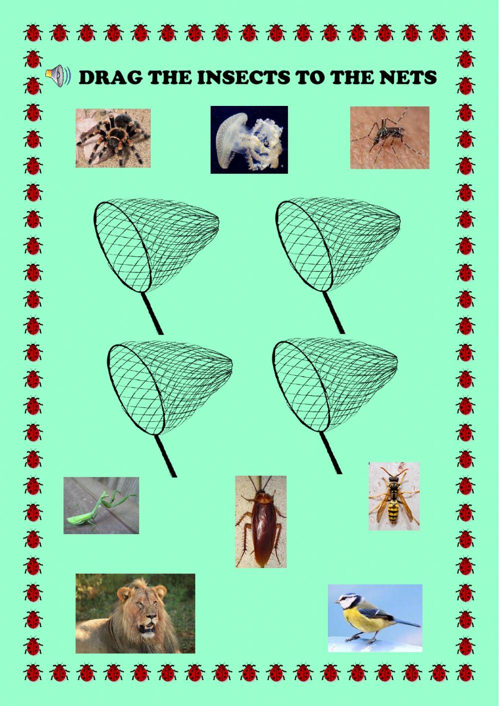 Insects