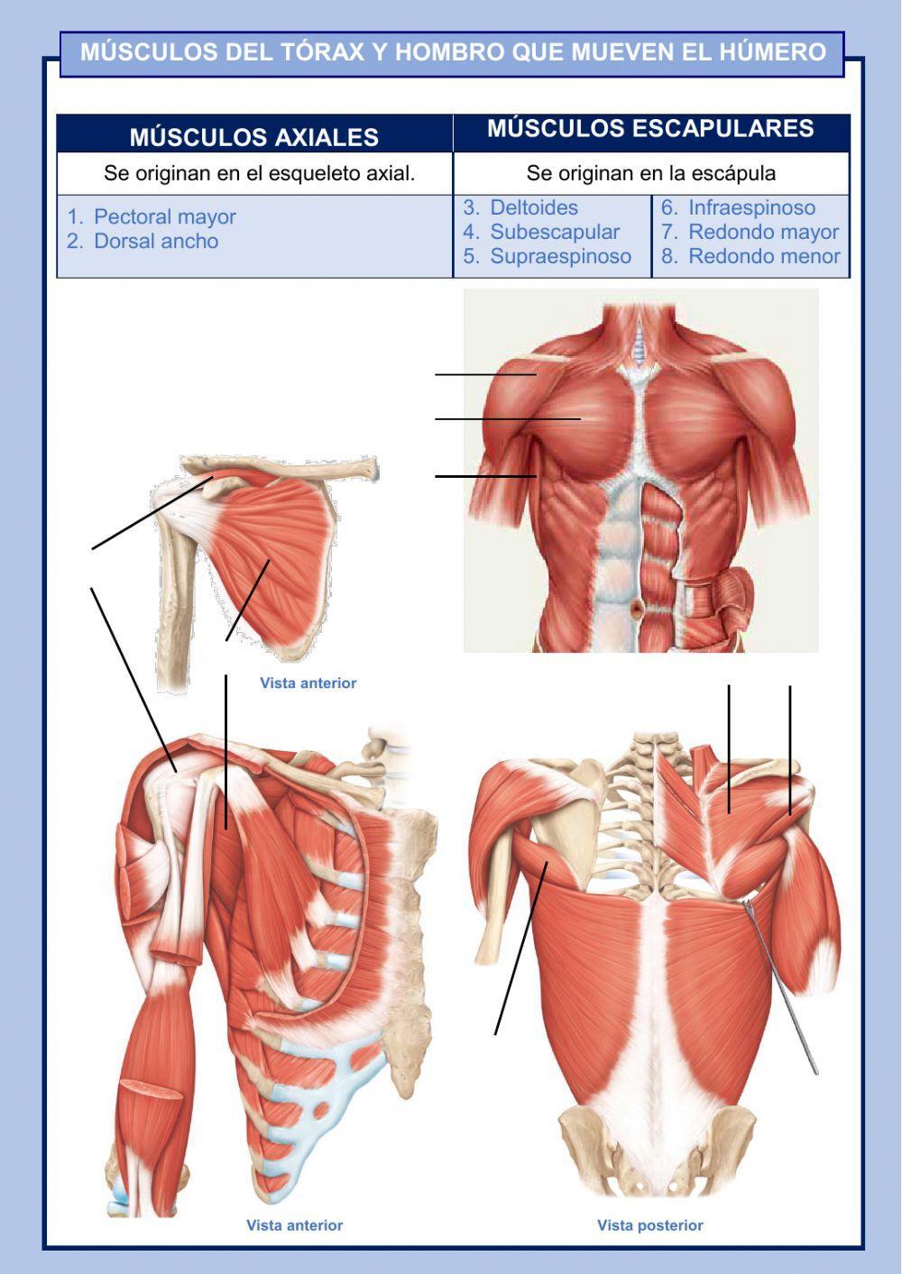 Músculos del tórax