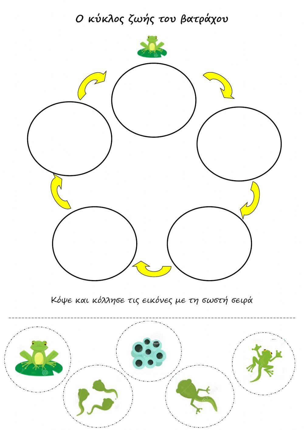 Ο κύκλος ζωής του βατράχου