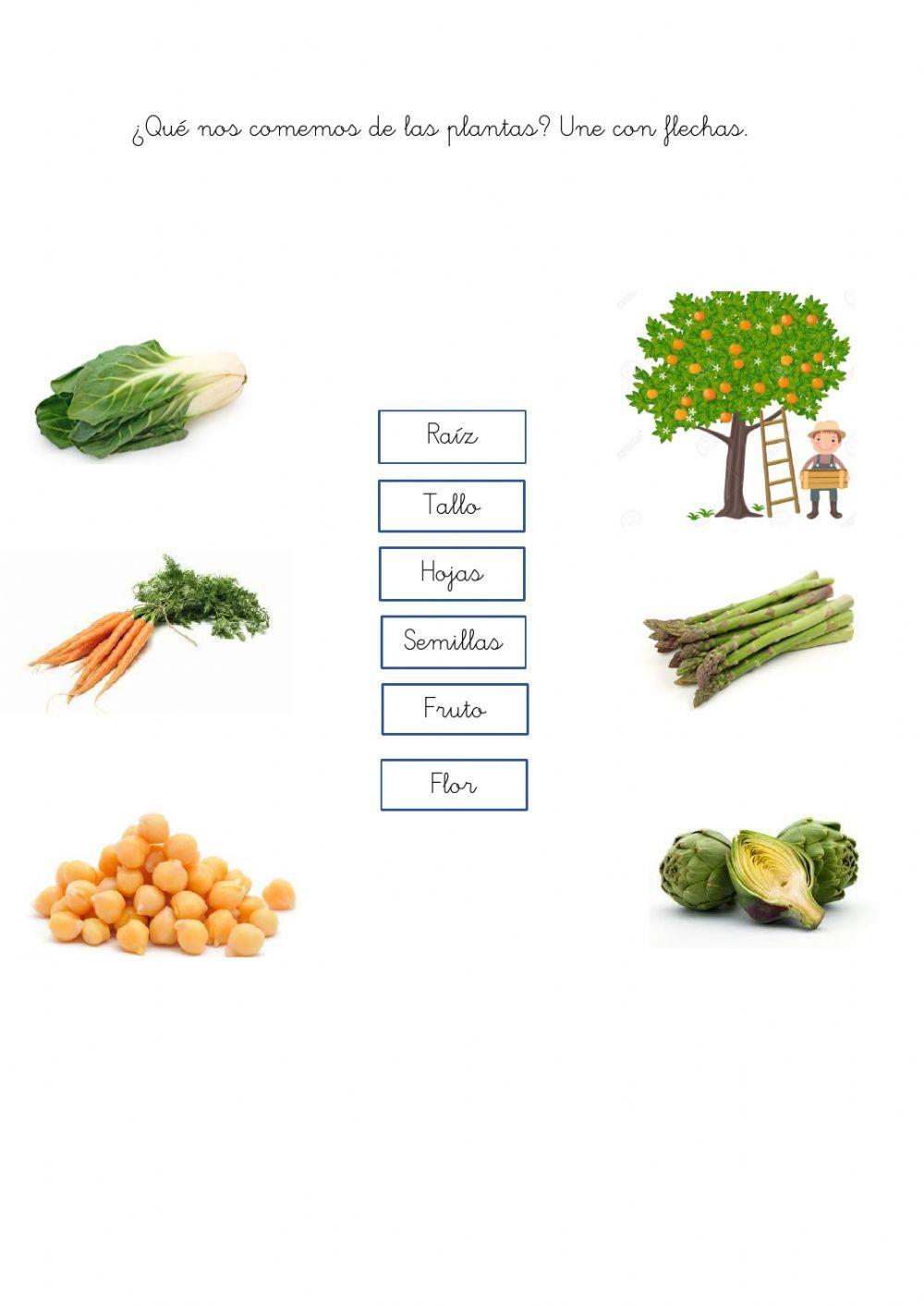 ¿Qué nos comemos de las plantas?