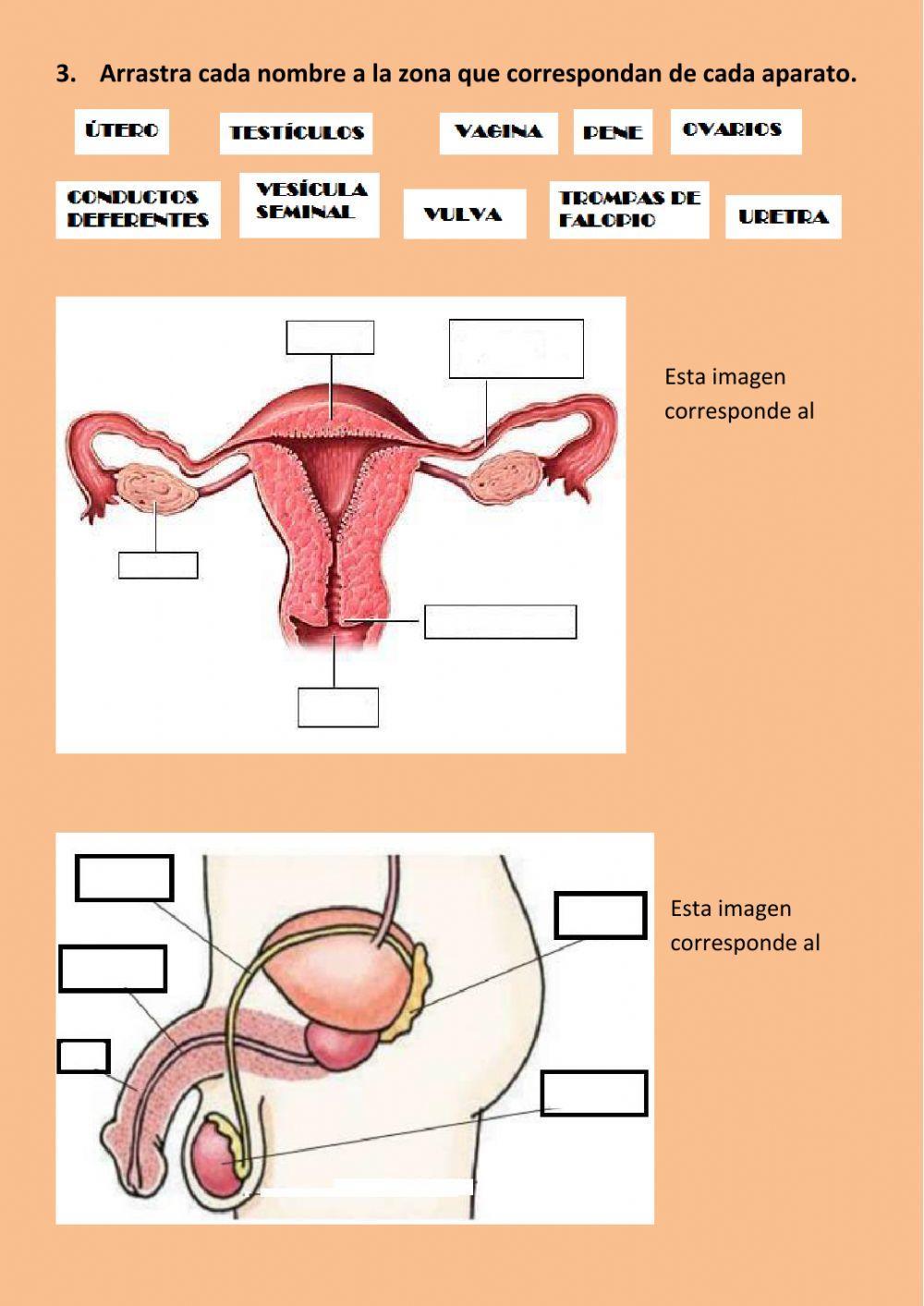 Iniciación a la reproducción humana