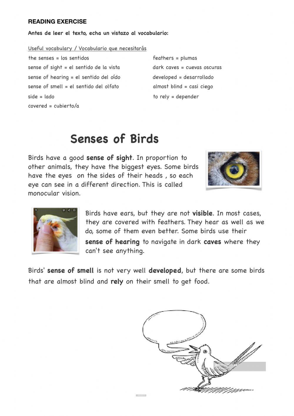 Senses of birds