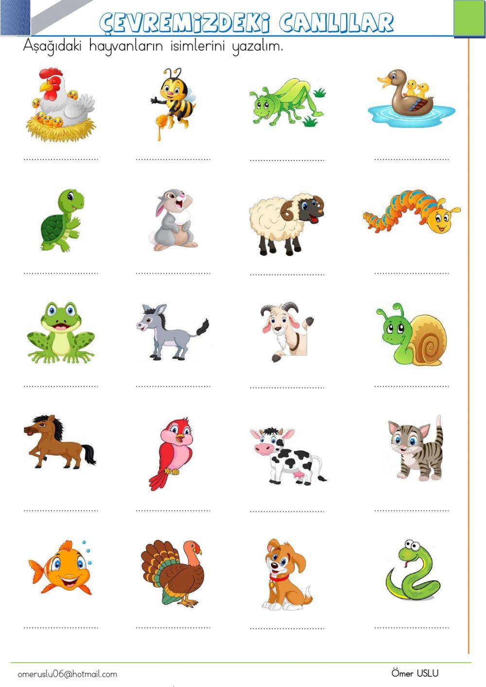 Çevremi̇zdeki̇ hayvanlar