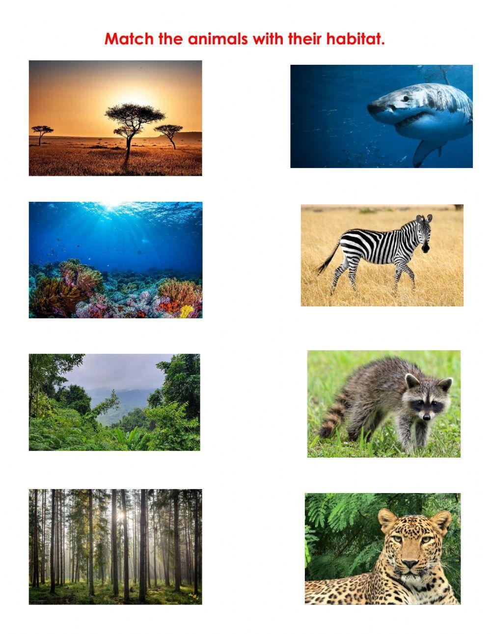 Animals and their habitat.