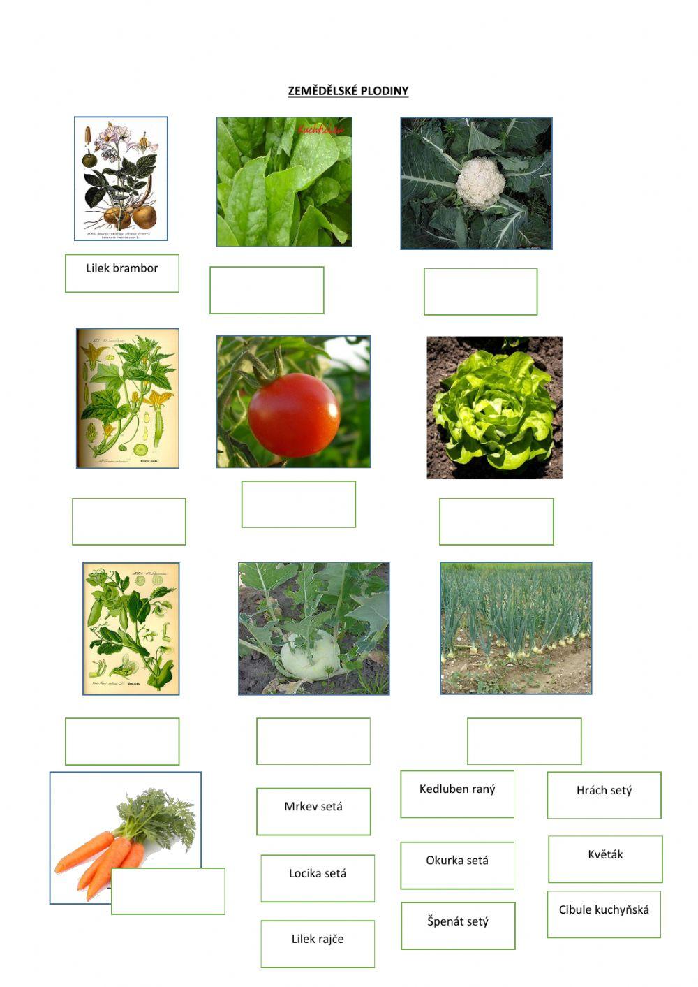 Zemědělské plodiny worksheet | Live Worksheets