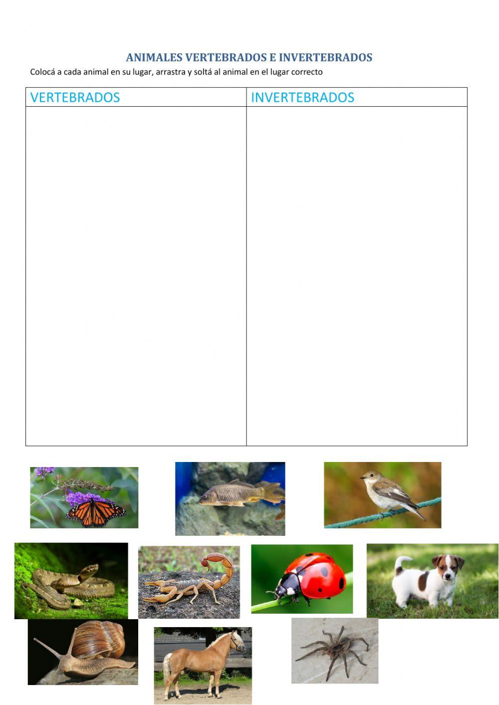 Animales vertebrados e invertebrados