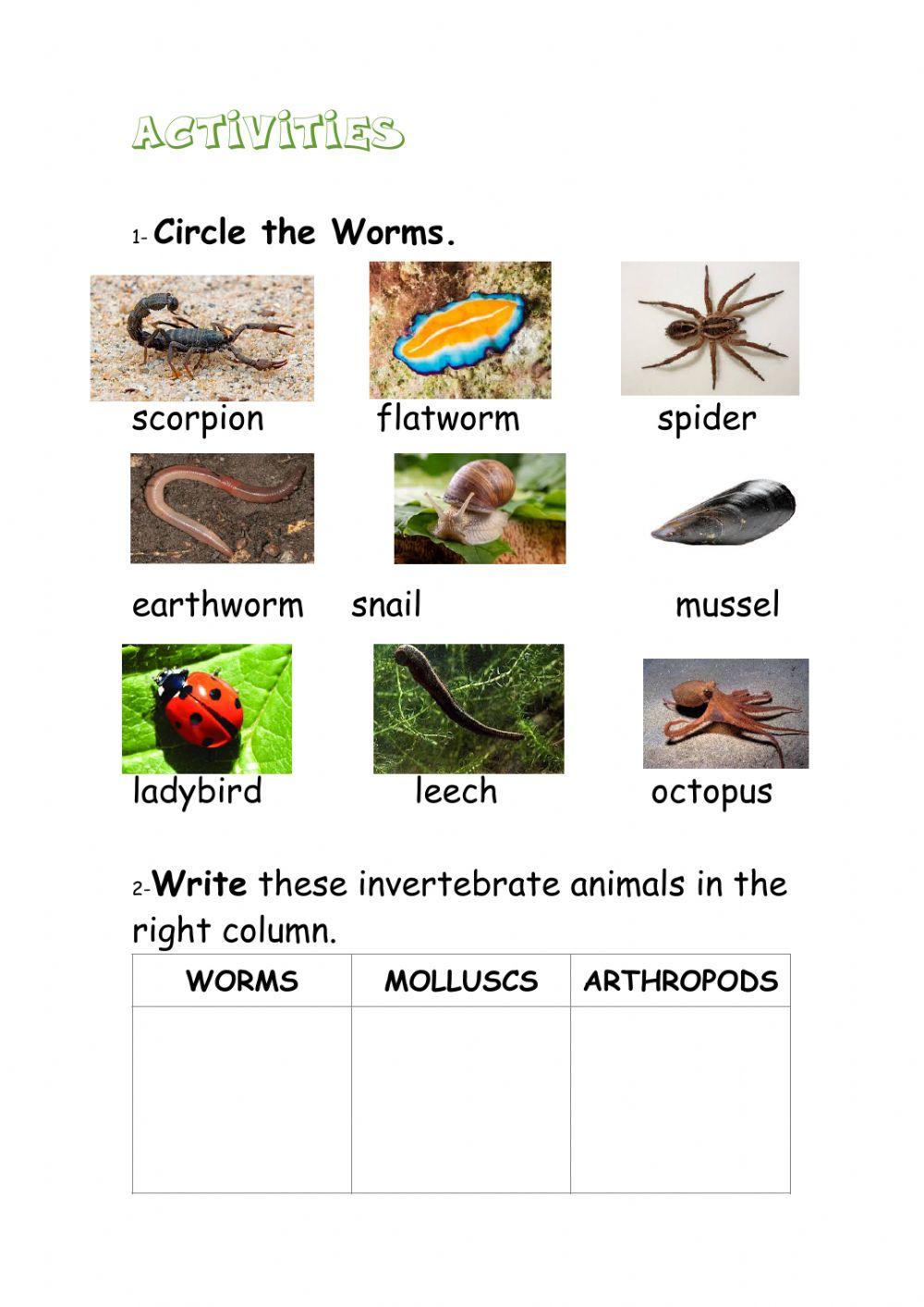 Invertebrates