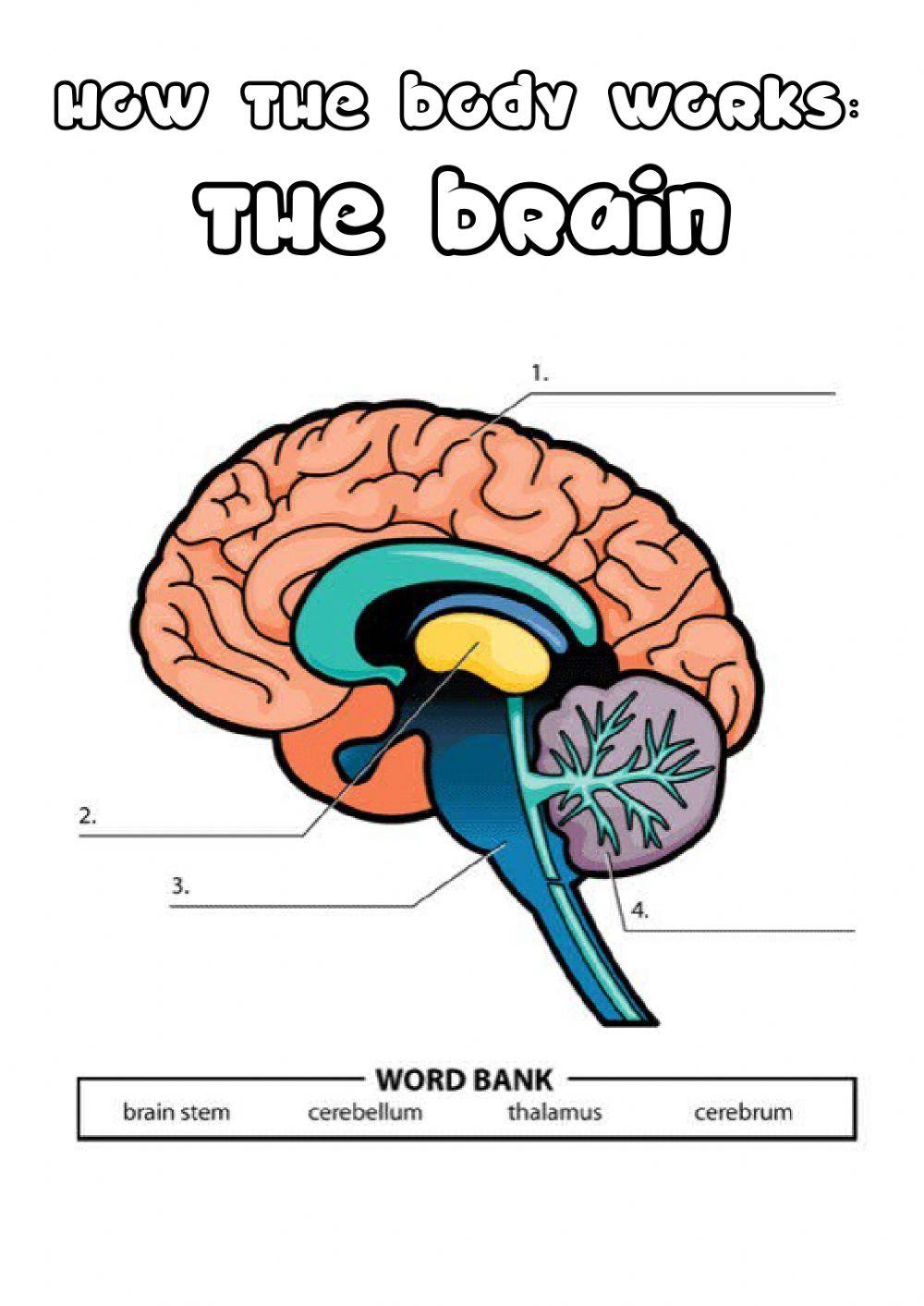 Y5 the brain