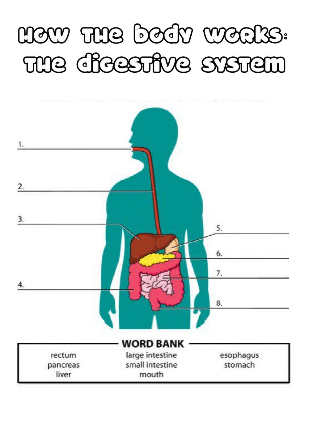 Y5 digestive system