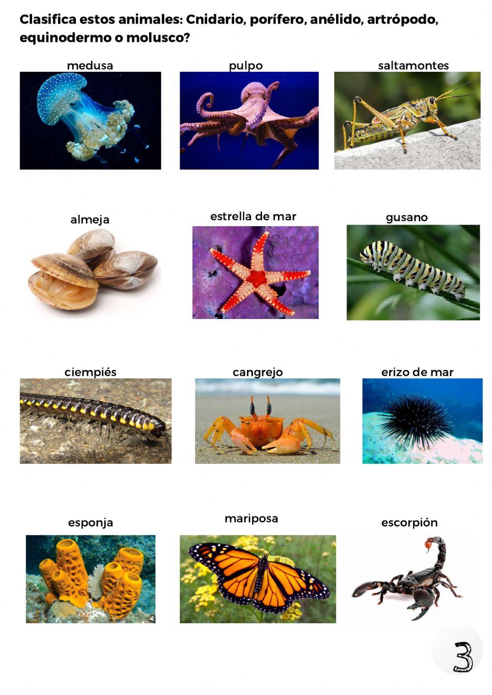 Animales invertebrados