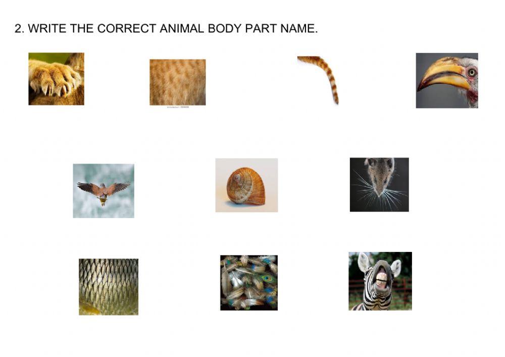 Animals body parts-Reading and writing