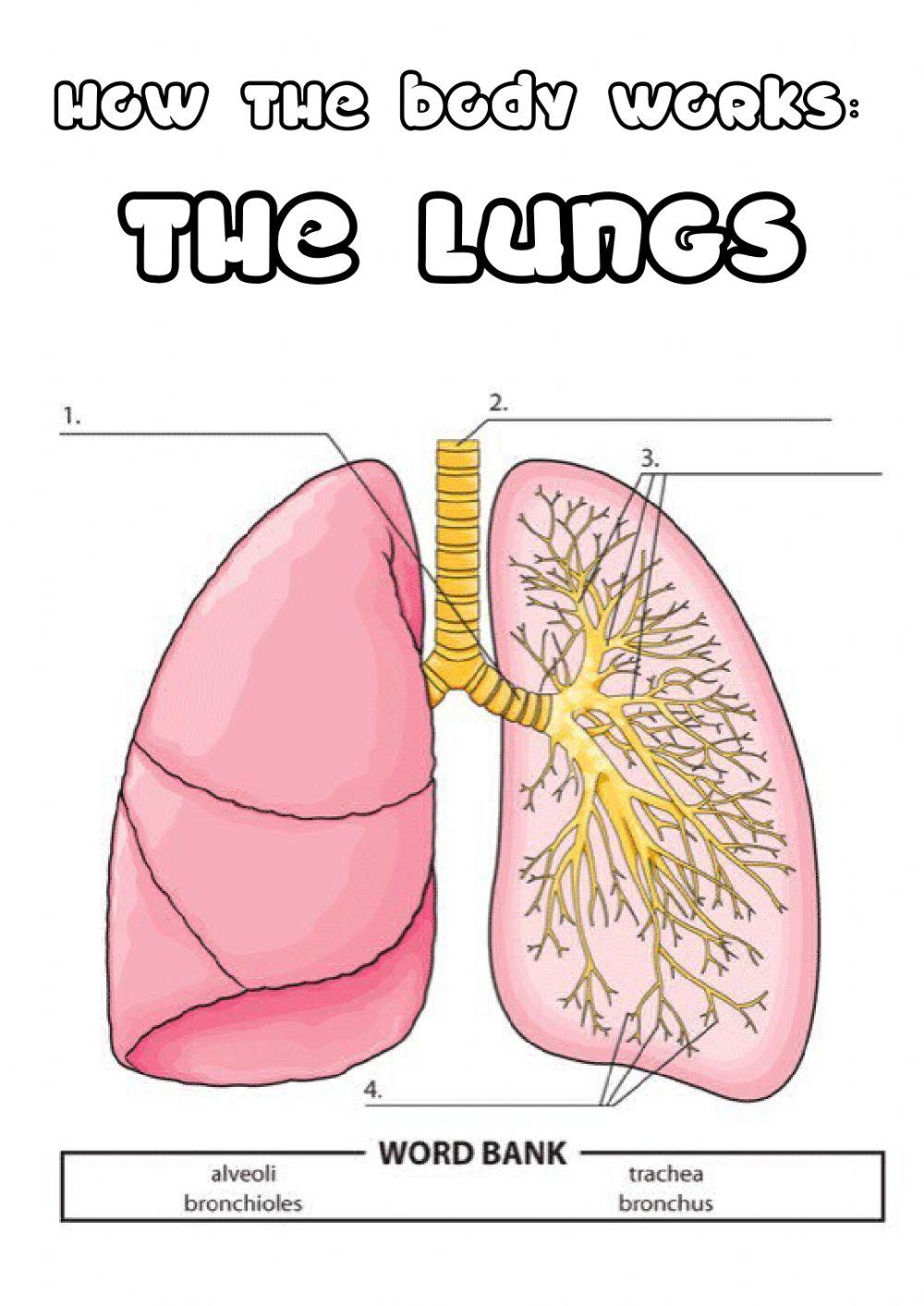Y5 the lungs