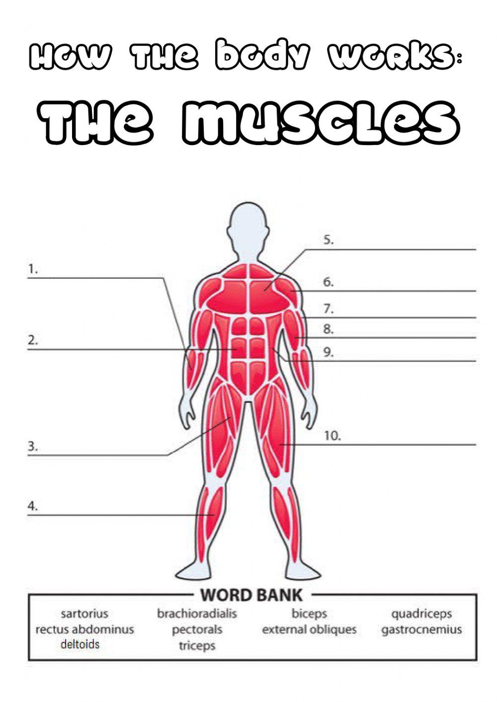 Y5 the muscles