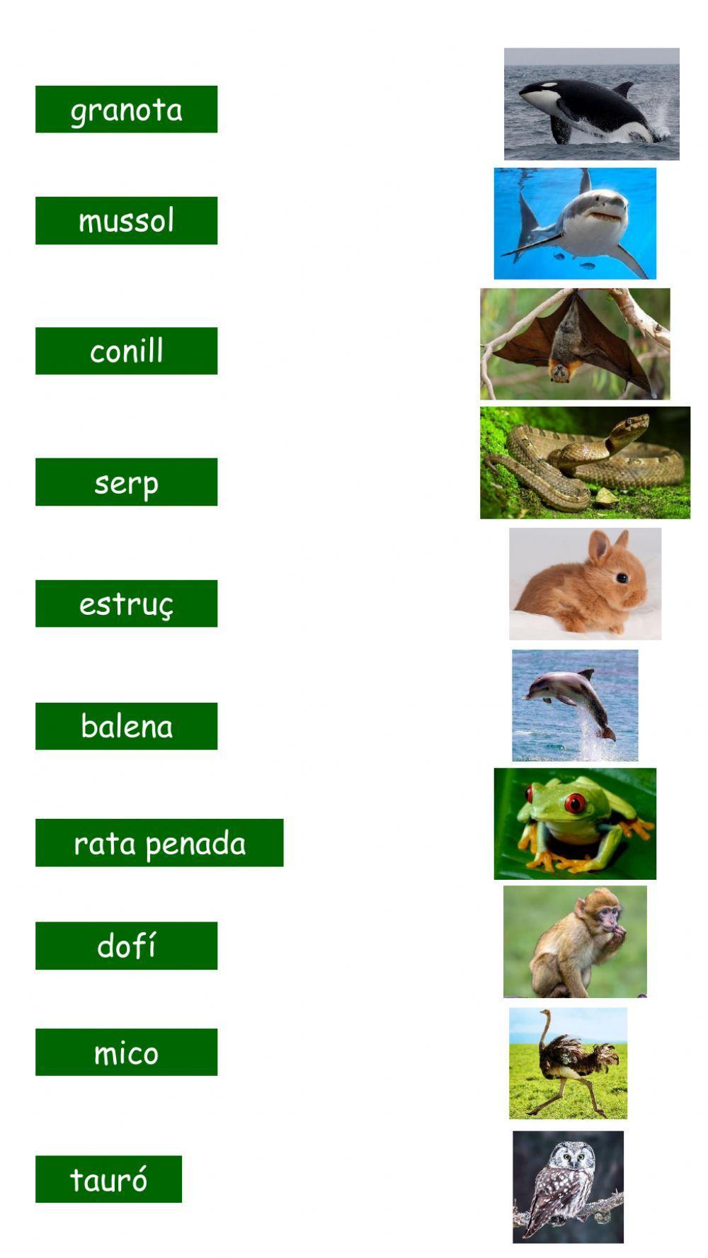 Animals Animals