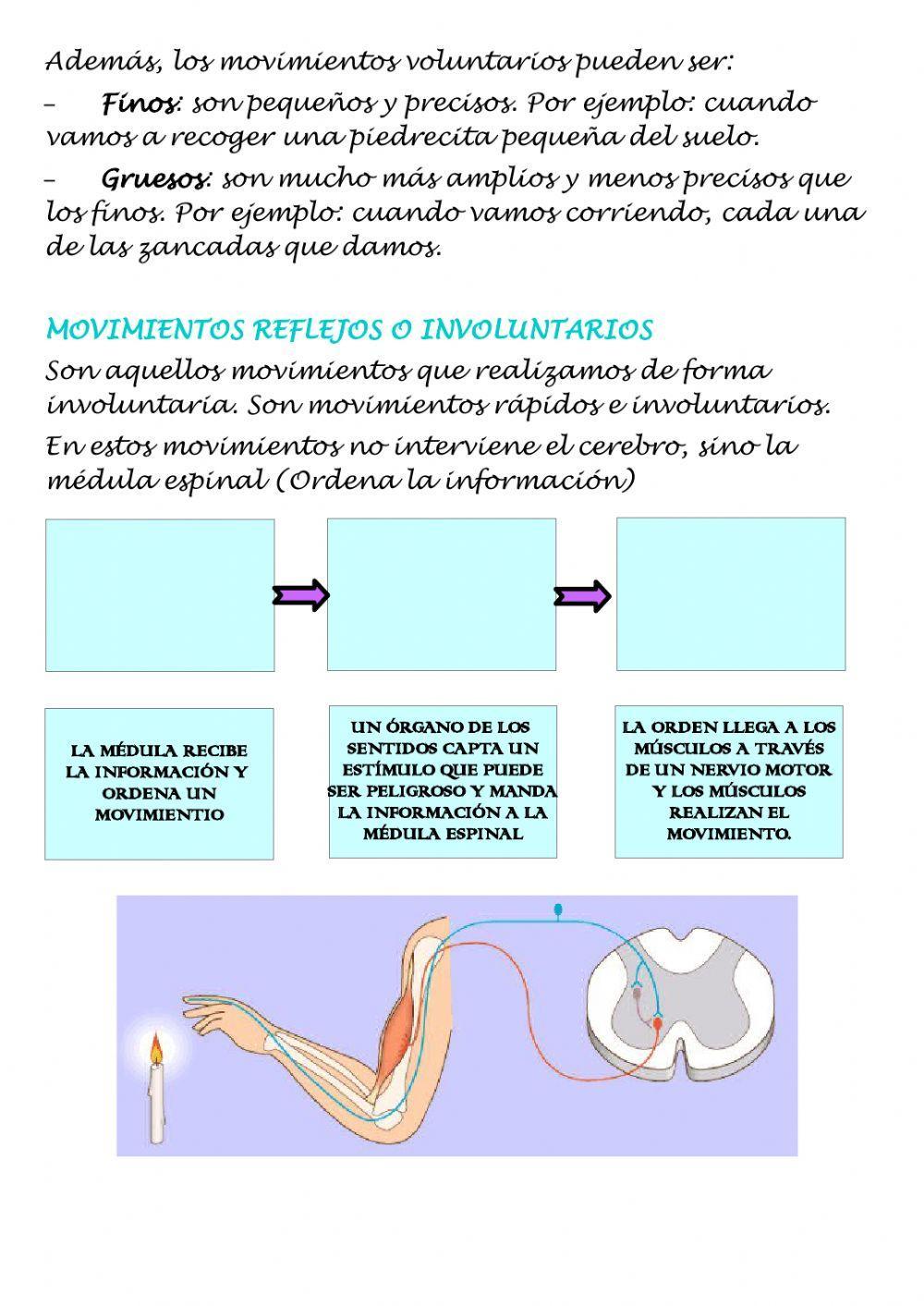 Los movimientos volunatrios y reflejos