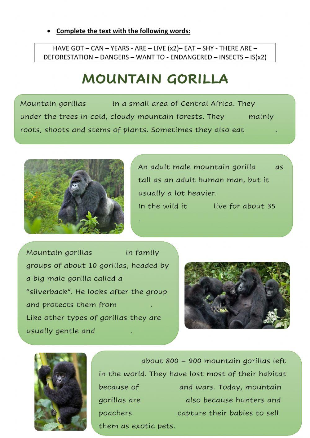 Mountain gorilla