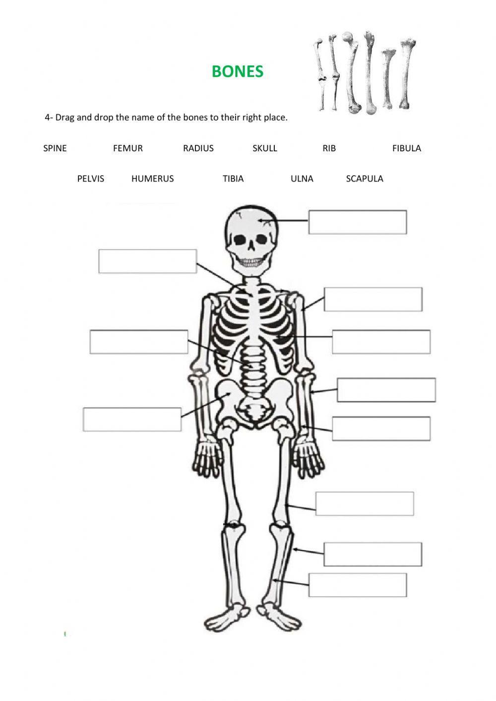 The locomotor system