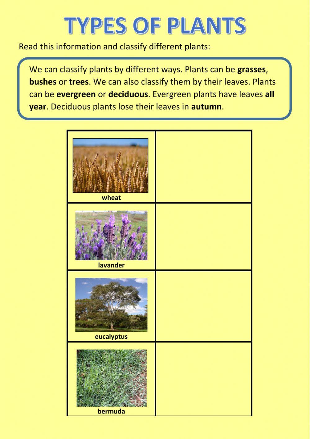 Classify plants worksheet | Live Worksheets