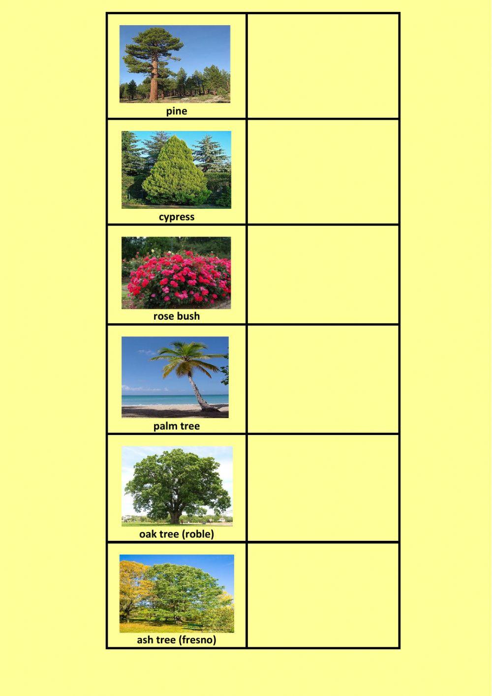 Classify plants worksheet | Live Worksheets