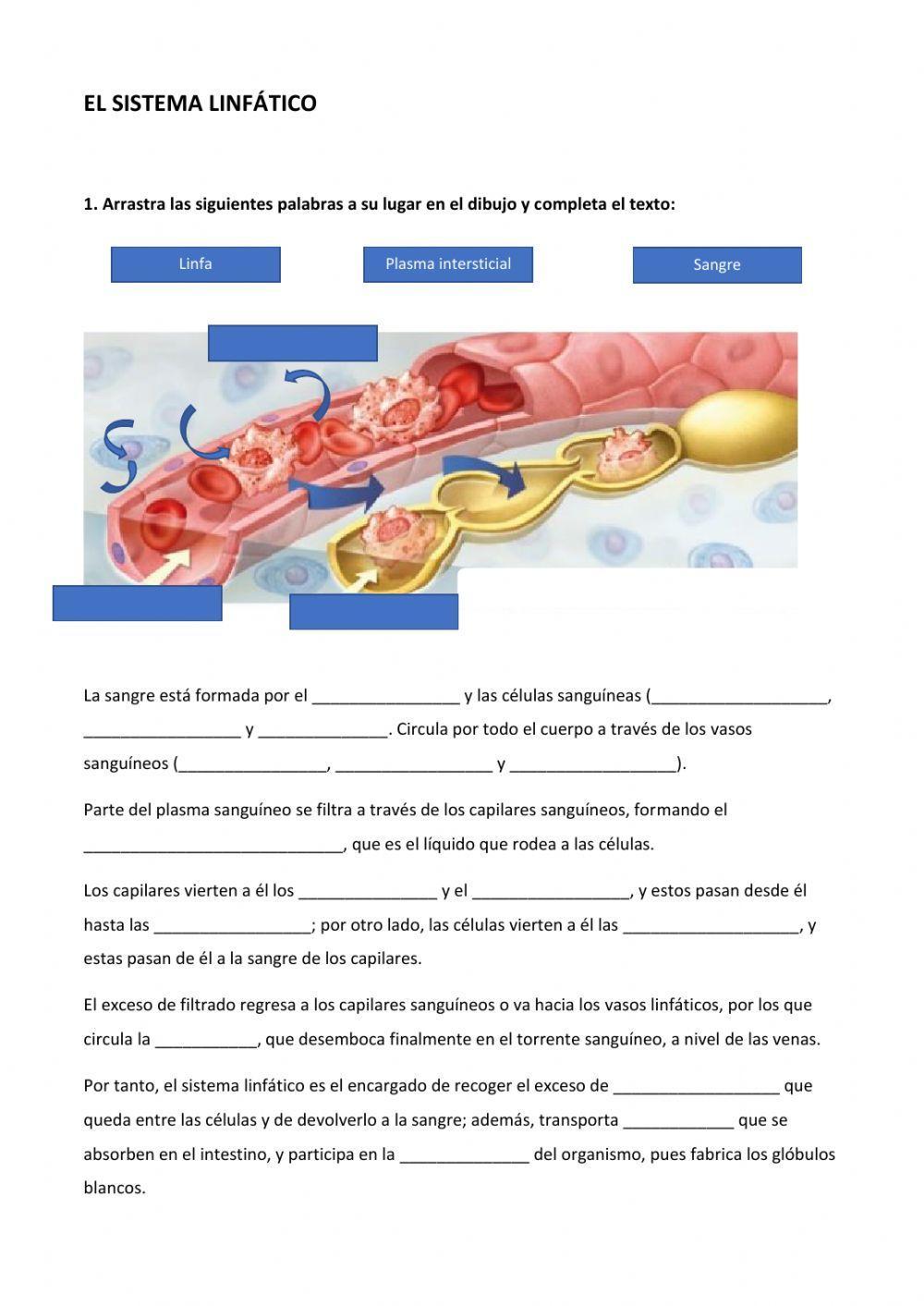 El sistema linfático