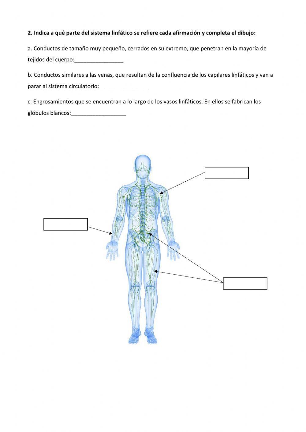 El sistema linfático