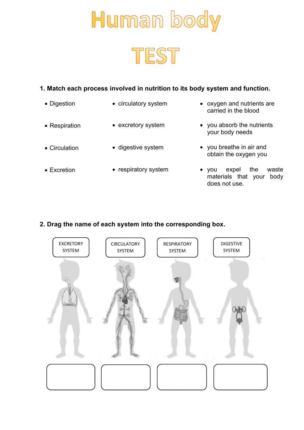 Human body systems and senses test