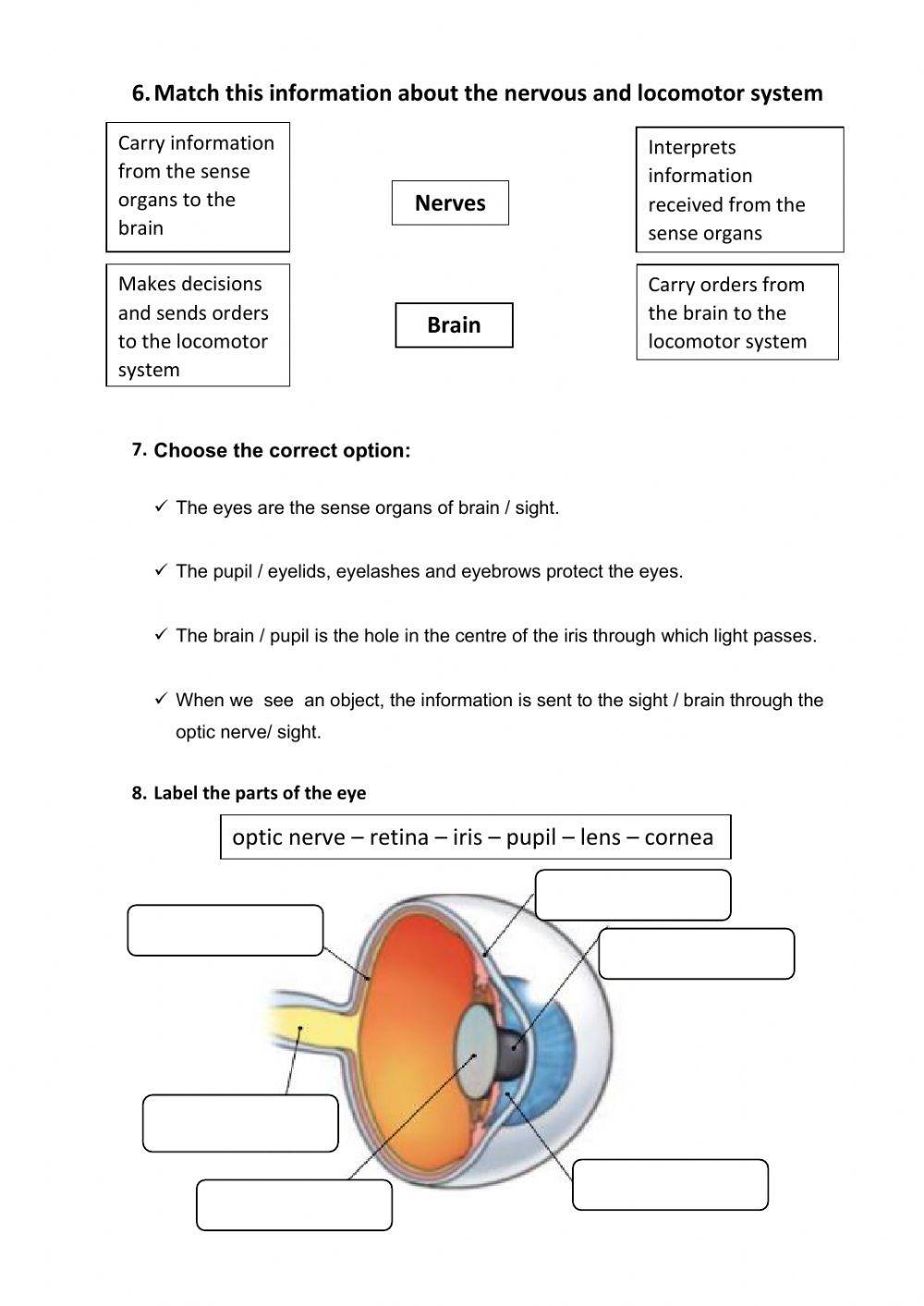 Human body systems and senses test