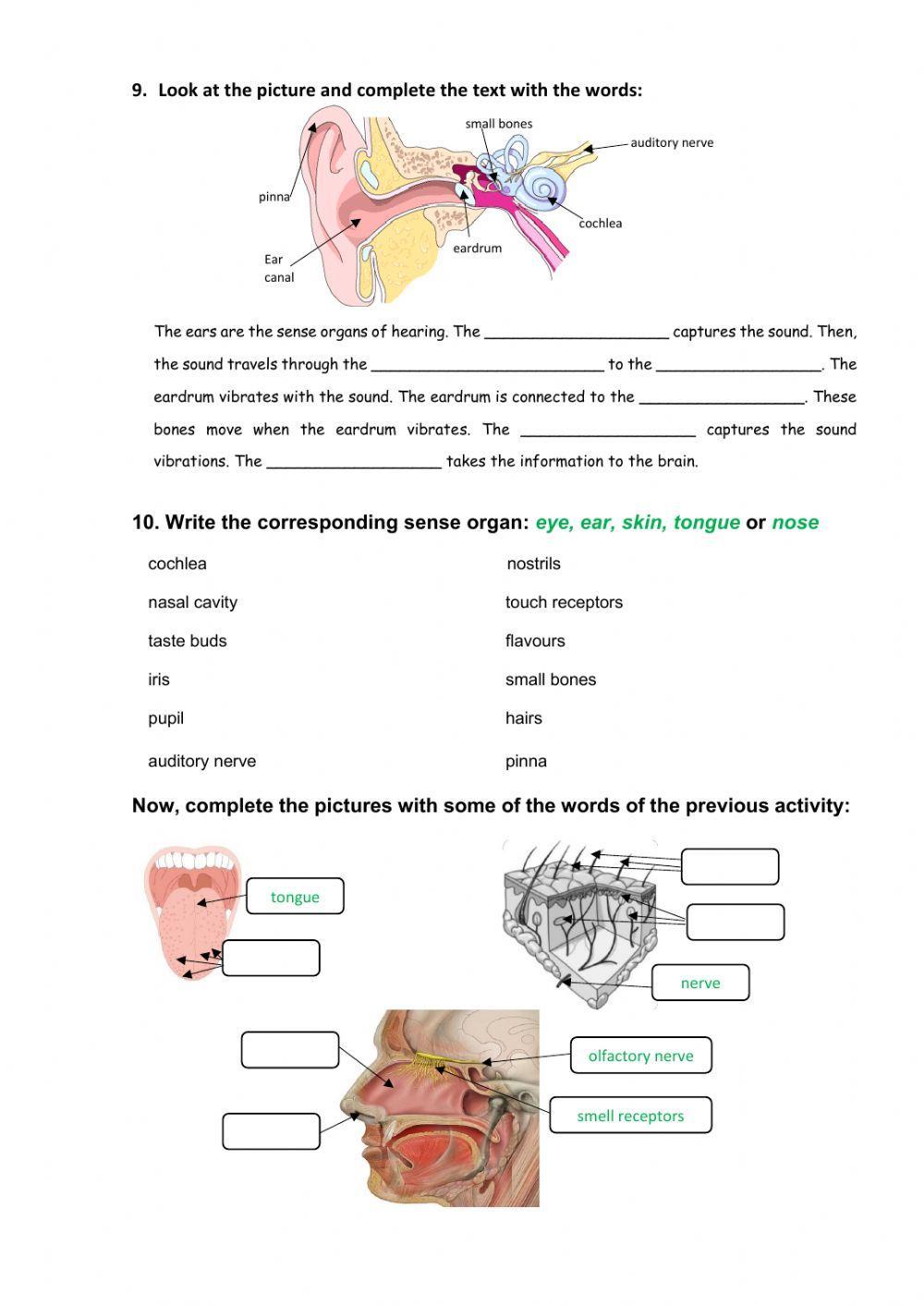 Human body systems and senses test