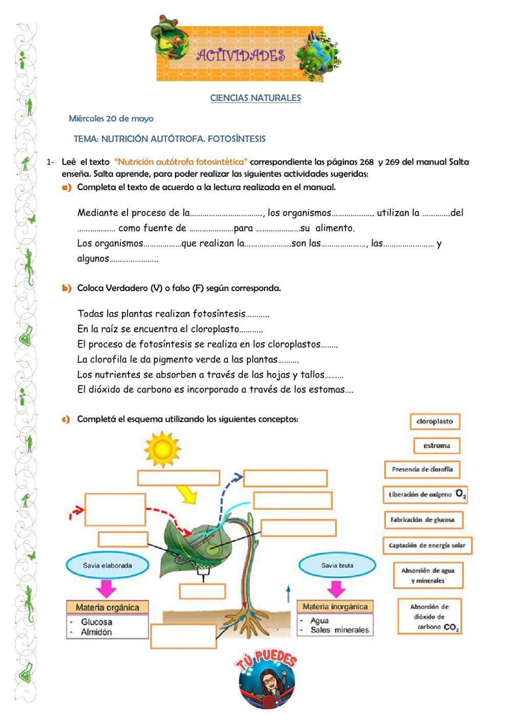 Nutrición Autótrofa