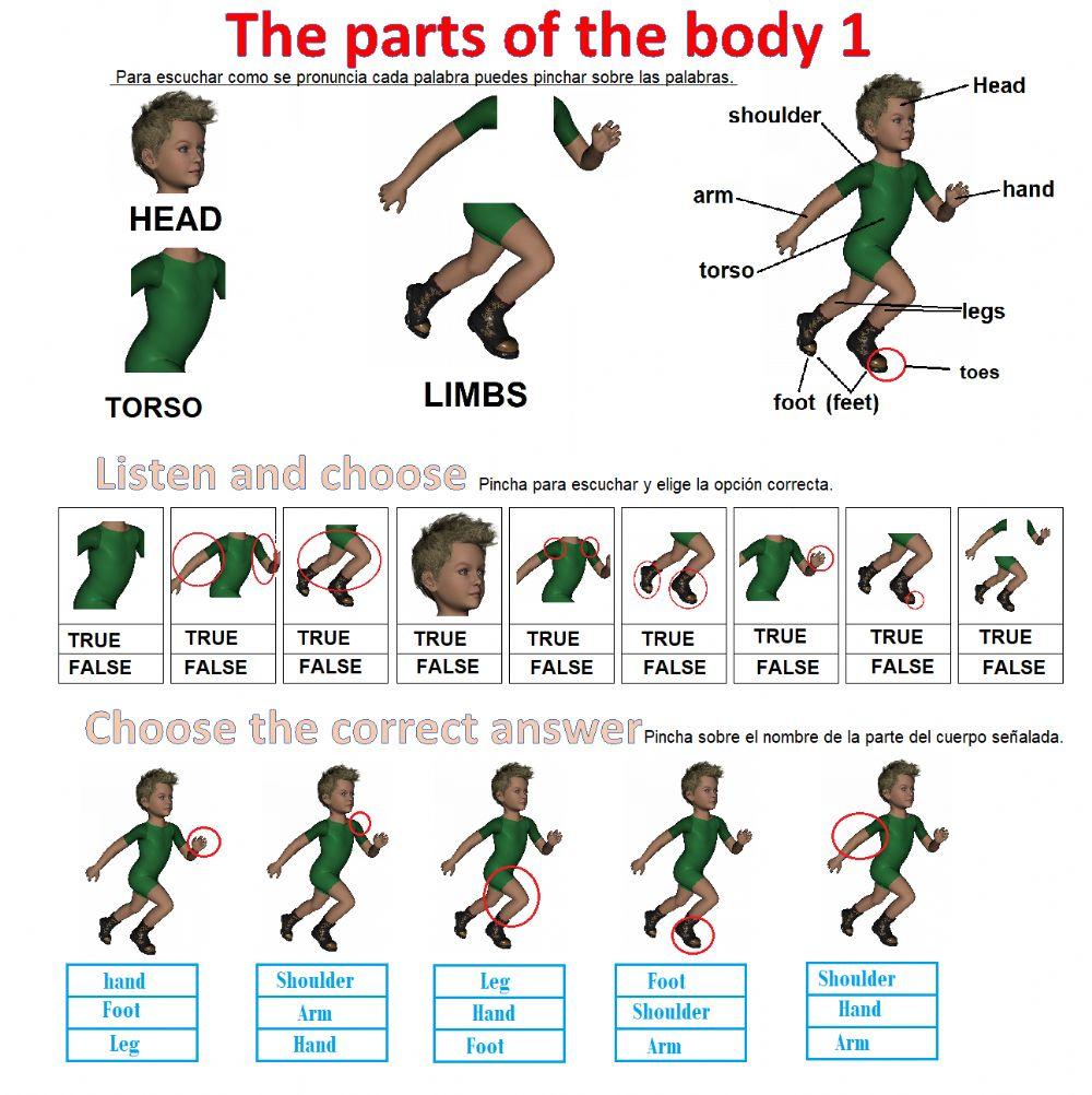 The parts of the body 1