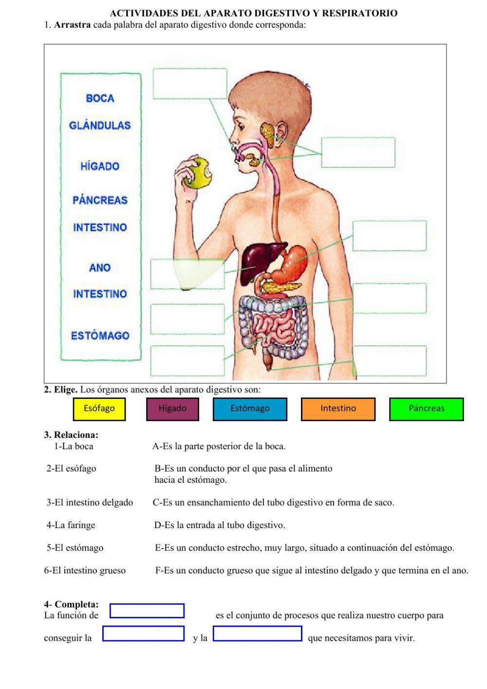 El aparato digestivo