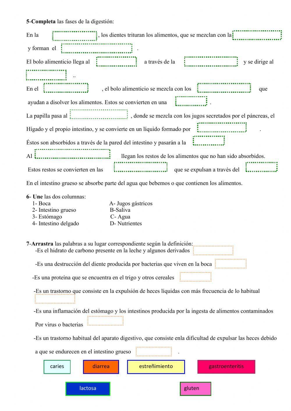 El aparato digestivo