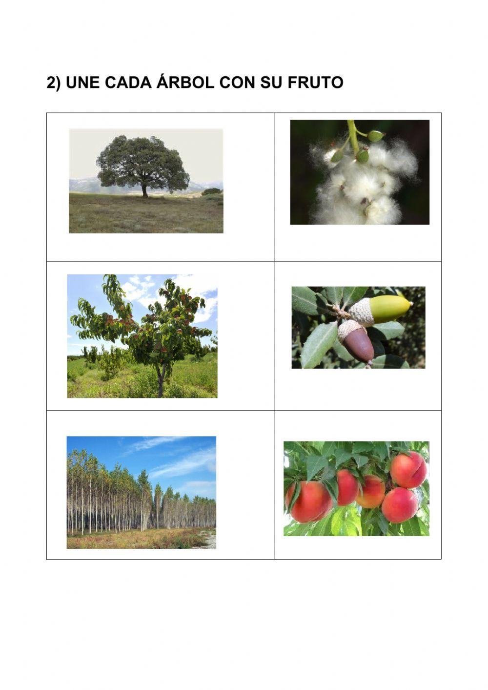 Actividades árboles y fruto