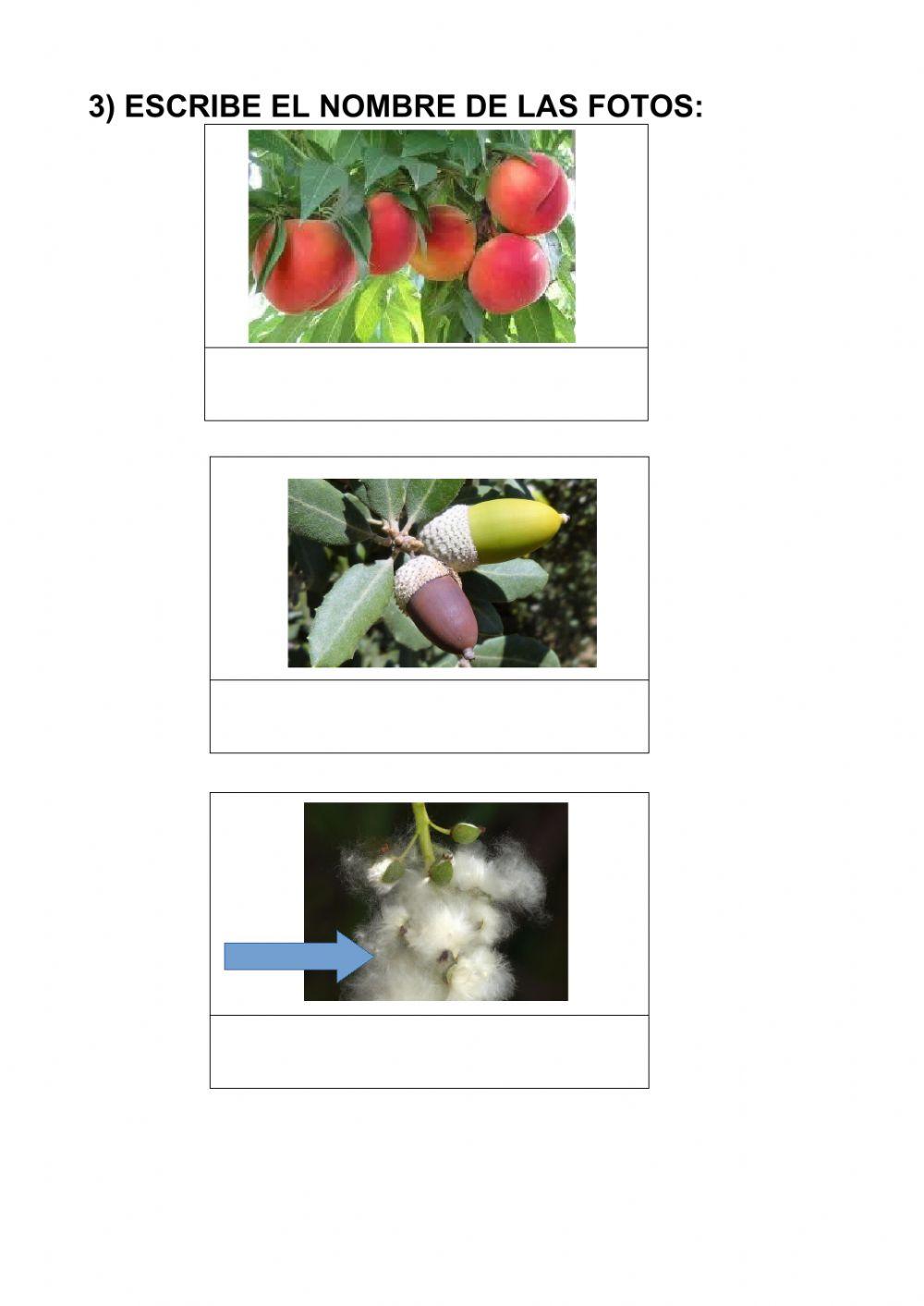 Actividades árboles y fruto