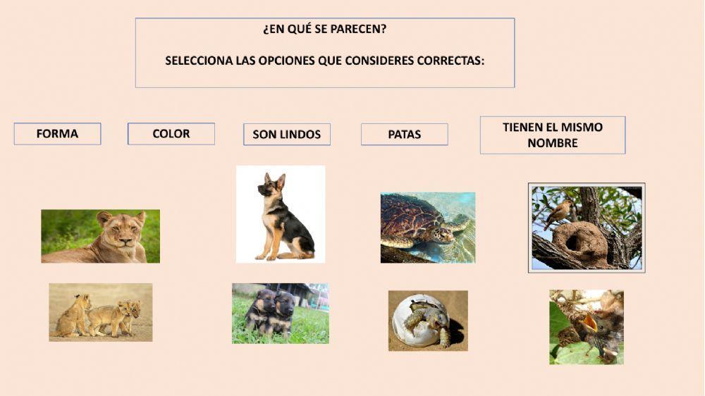 Investigando a los animales