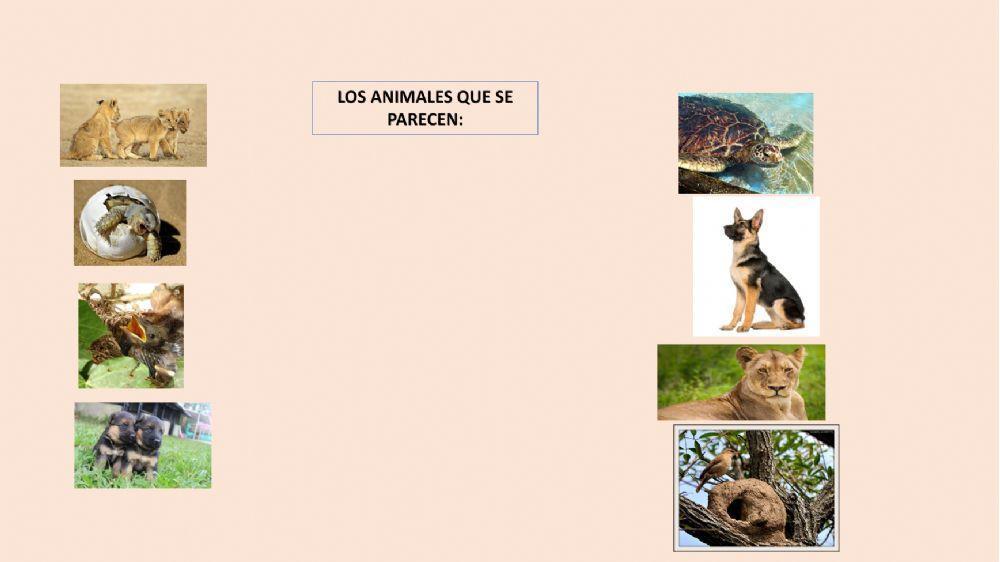 Investigando a los animales