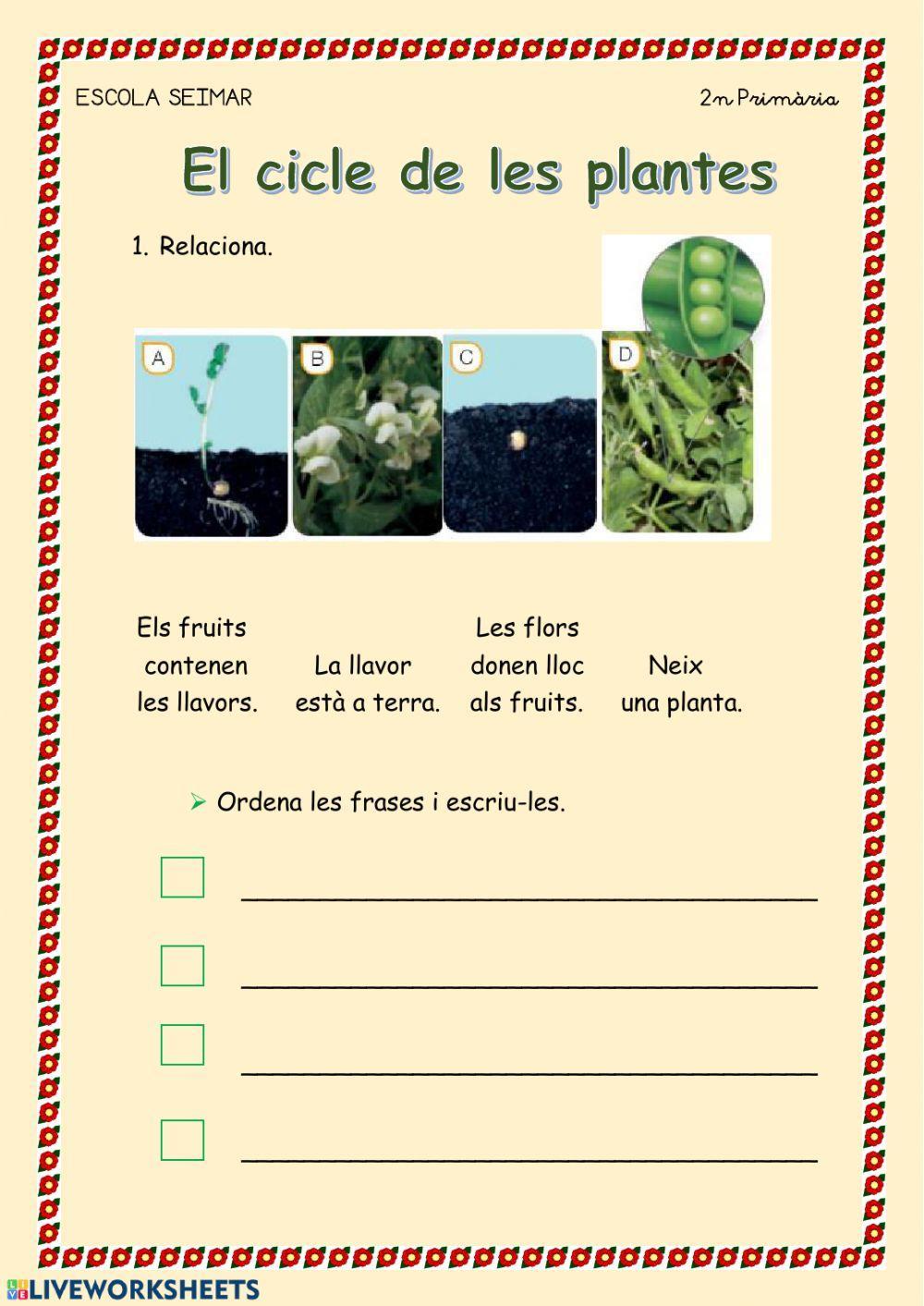 El cicle de les plantes