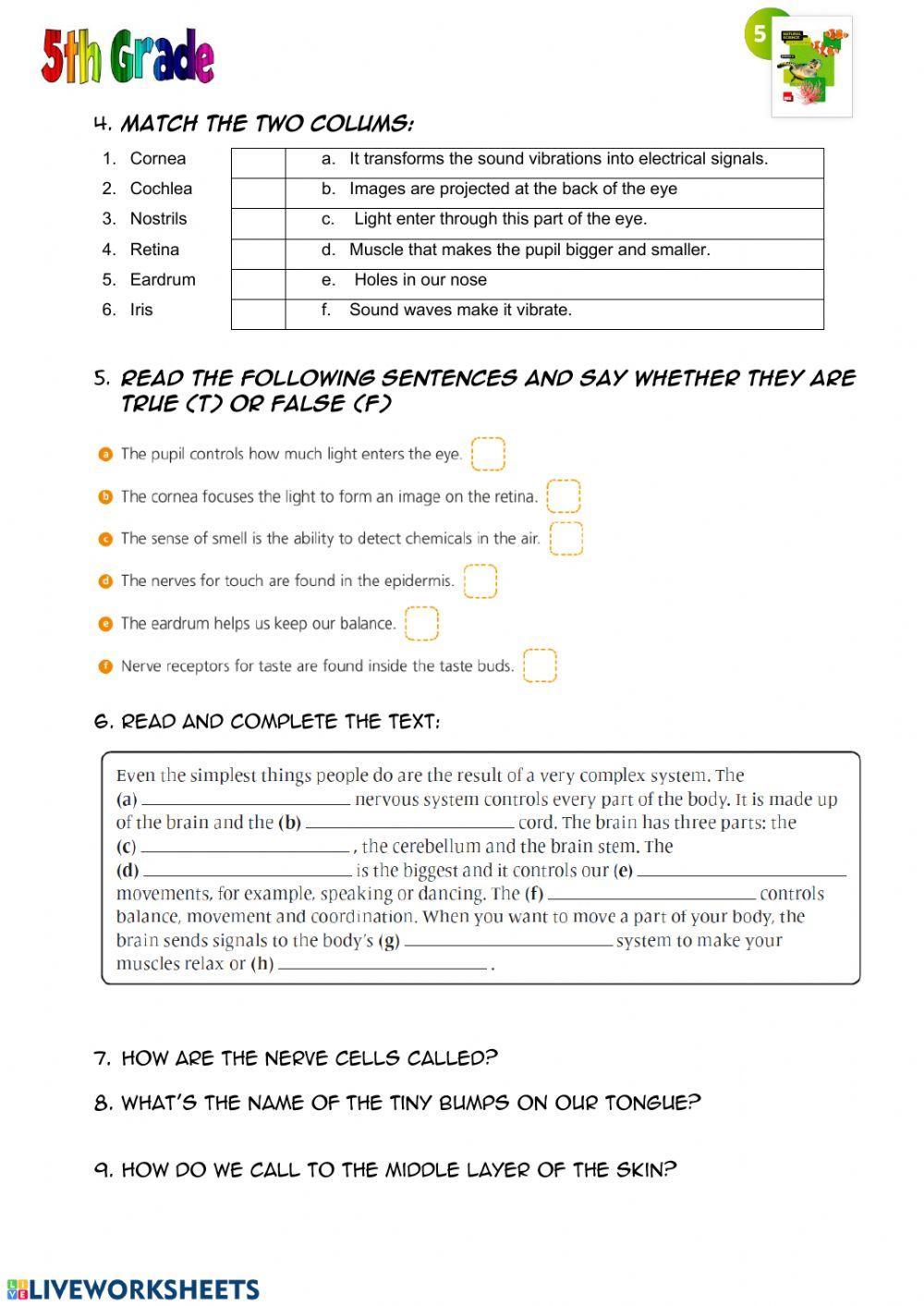 The body - Senses - nervous system