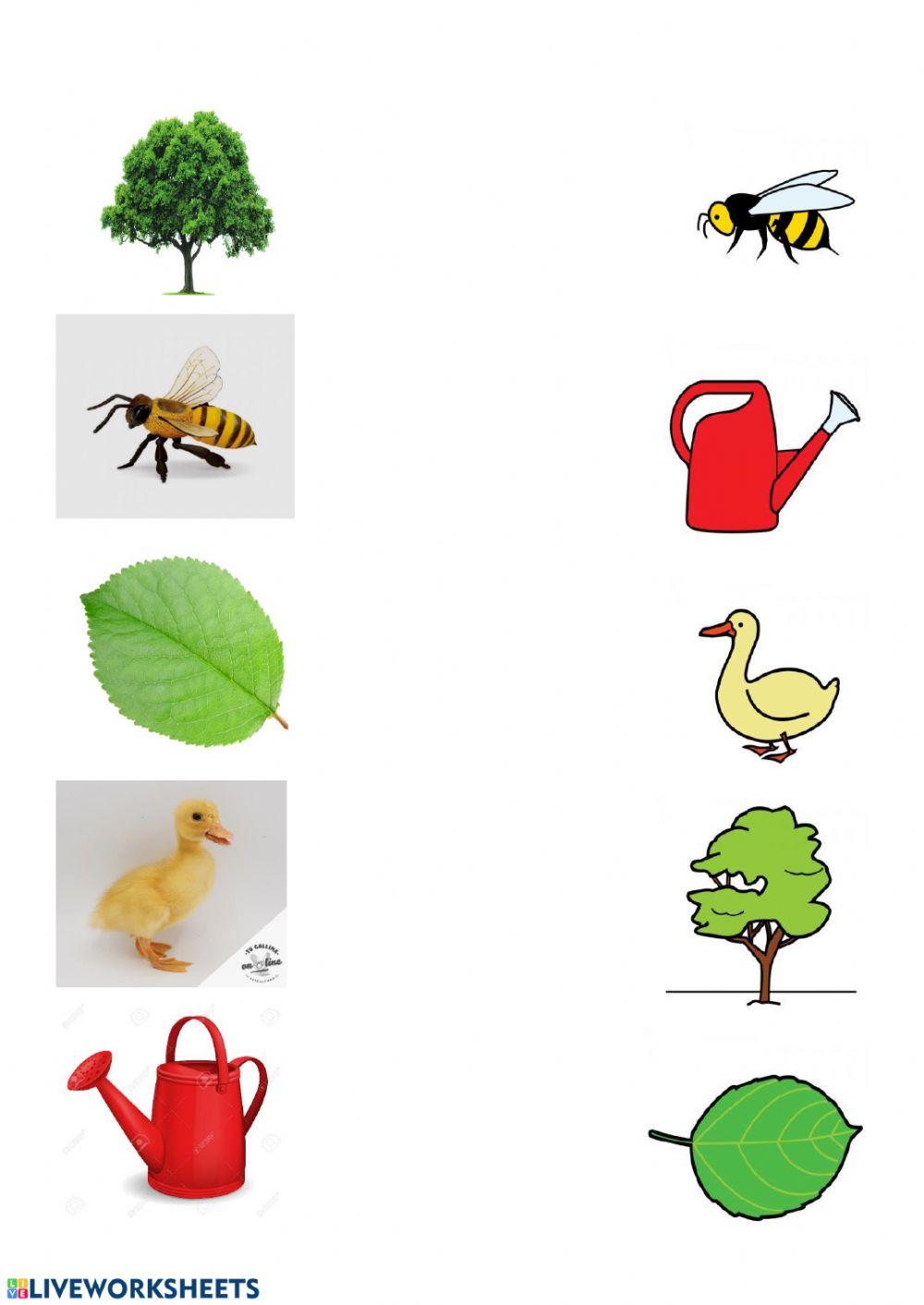 Imagen real - pictograma