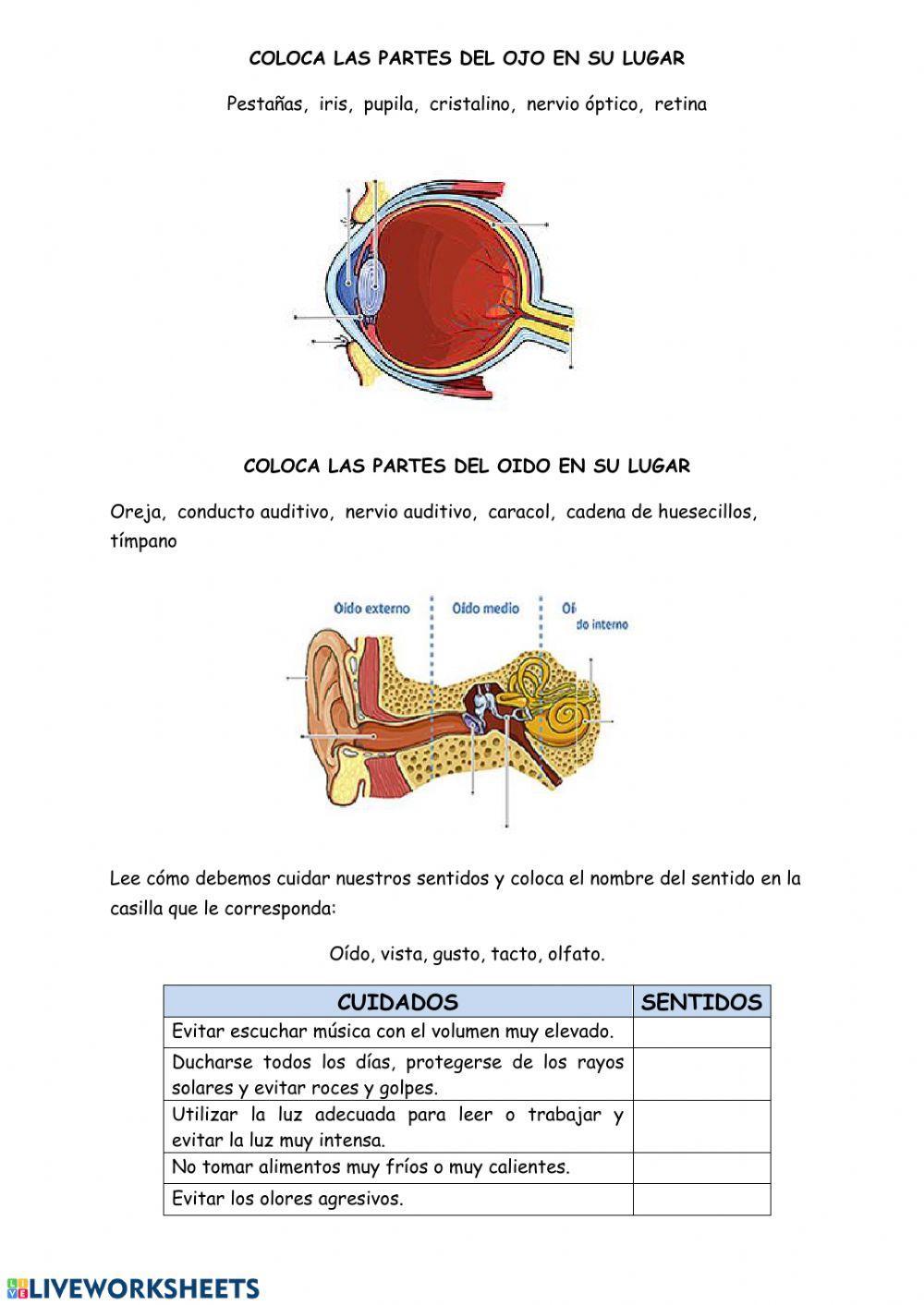 Partes del ojo y del oído