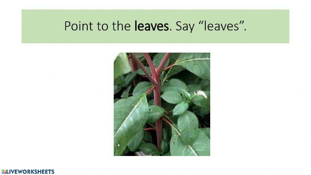 Parts of a Plant Vocabulary Speaking Exercise
