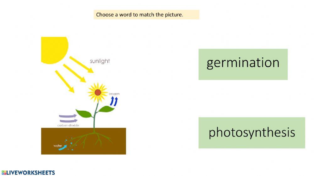 Plant Life Cycle Vocabulary Activity
