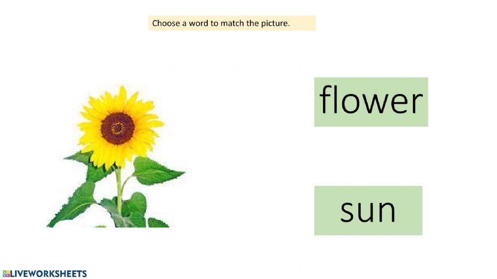 Plant Life Cycle Vocabulary Activity