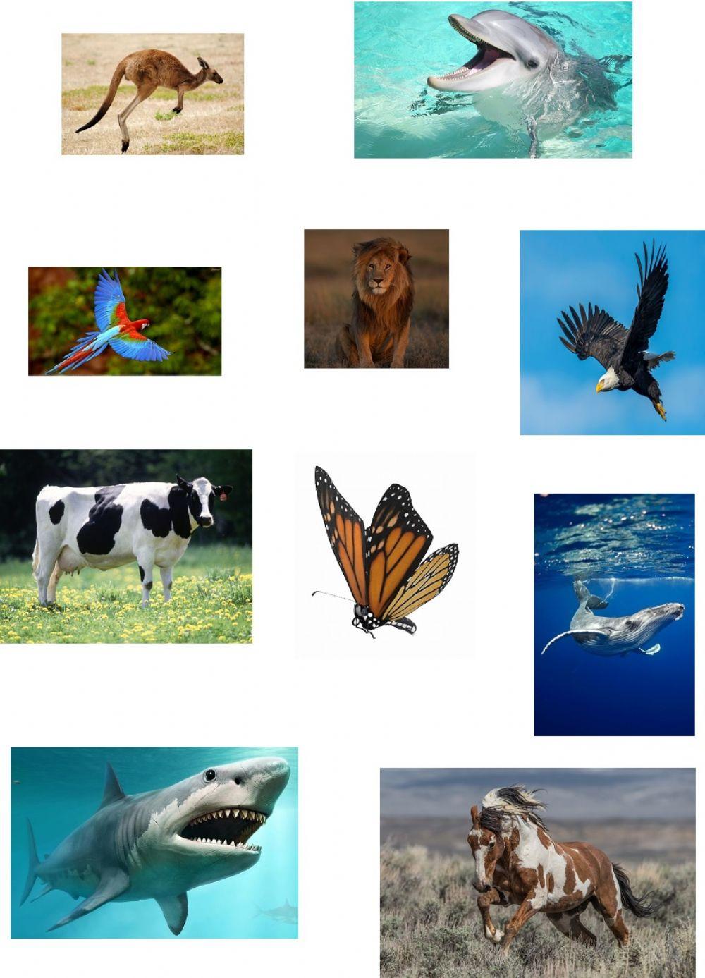 Air, land and water animals