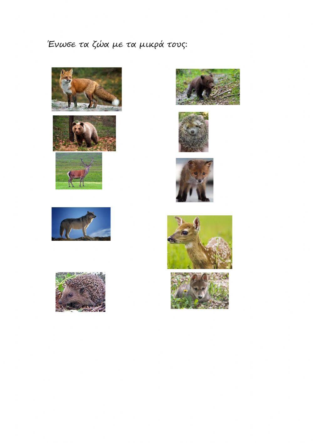 ΤΑ ΖΩΑ ΚΑΙ ΤΑ ΜΙΚΡΑ ΤΟΥΣ