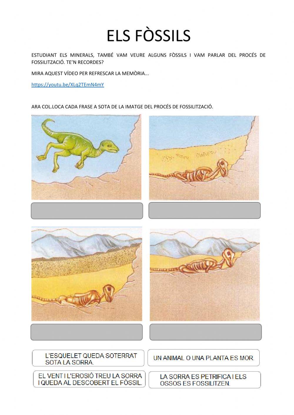 La formació dels fòssils