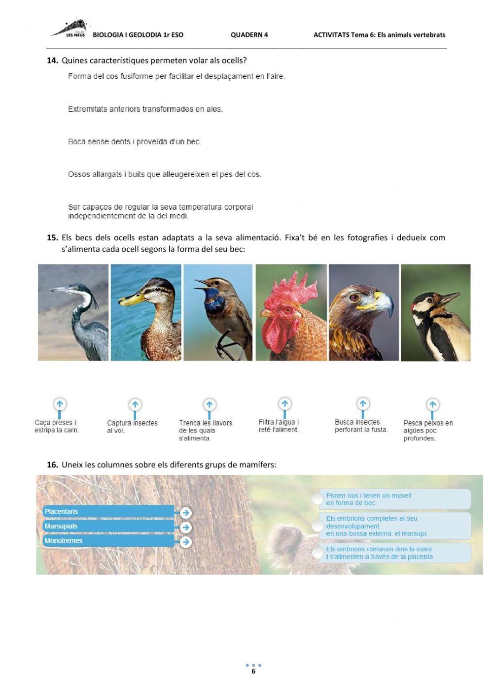 ELS ANIMALS VERTEBRATS. 1r ESO