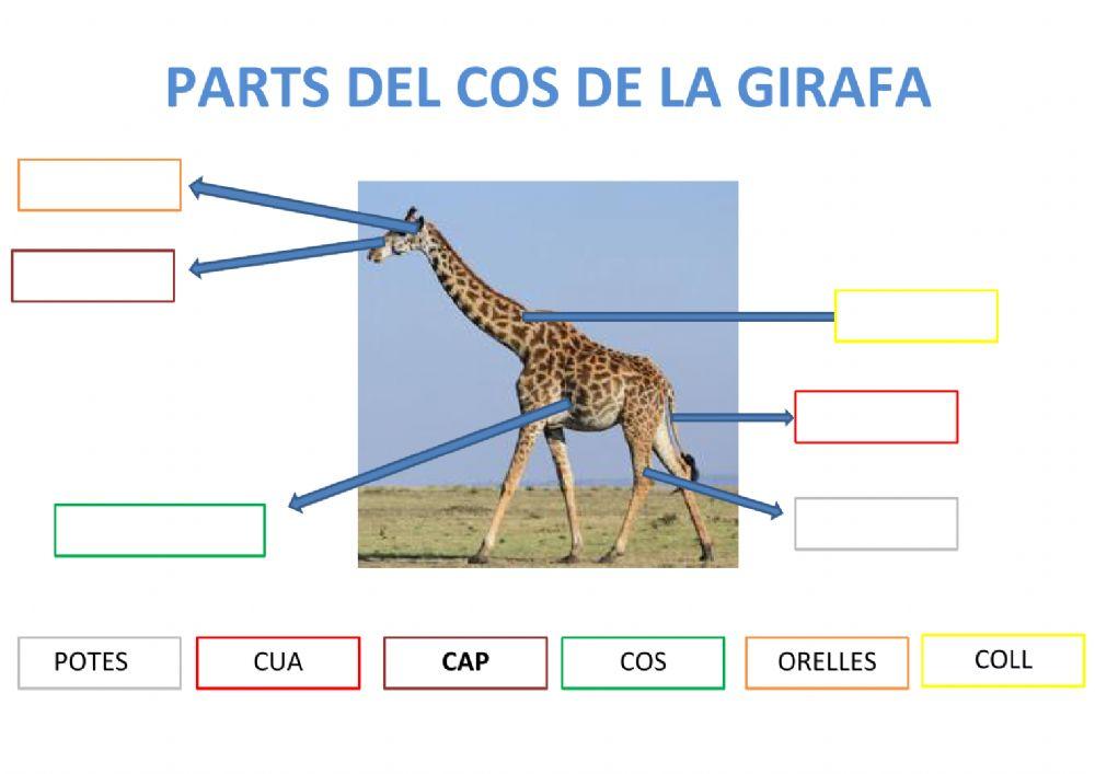 Parts cos girafa adaptat