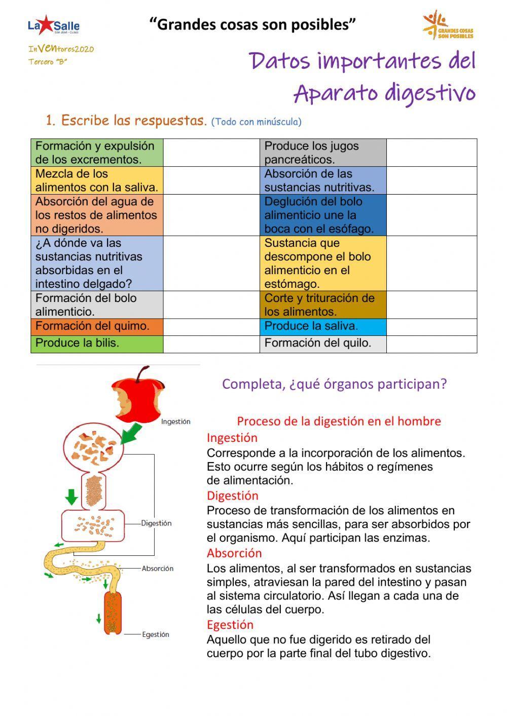 Proceso de la digestión